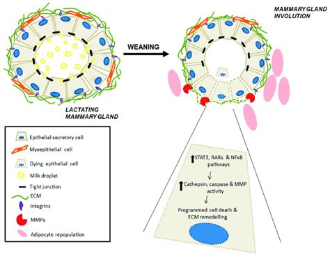 Schematic Model Of Mammary Gland Involution Lactation Is Characterized