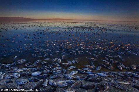 Who starred in movie salton sea 2002? Why are so many animals dying? More mass death events ...