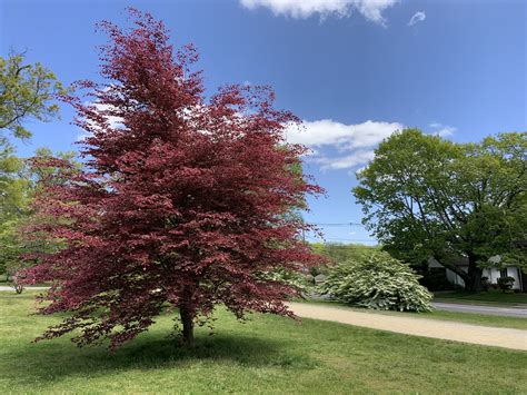 Tree Of The Week — Tricolor Beech Providence Daily Dose