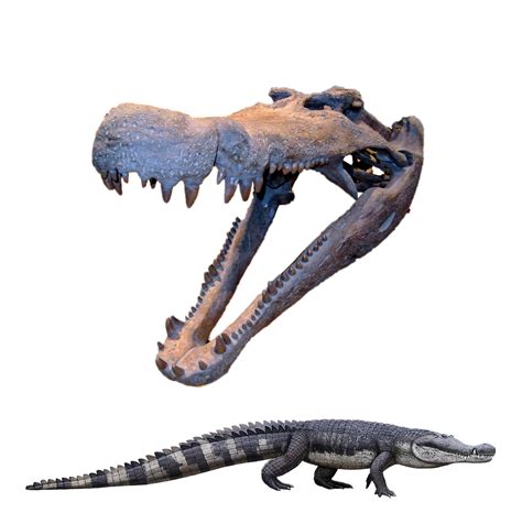 Deinosuchus Dinotopia New Ideas By Matt Weaver Wiki Fandom