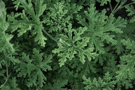 How To Care For Citronella Plants Uses Propagation And Features