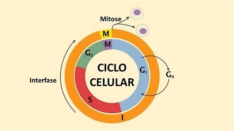 O Que é Interfase E As Fases G1 S E G2 No Ciclo Celular Toda Matéria