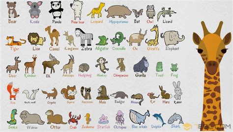 All Animal Images With Name