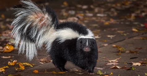 Skunk Animal Facts A Z Animals