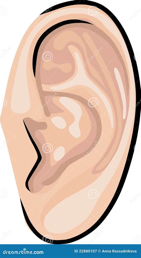 Human Ear Stock Vector Illustration Of Beige Curl Listening 22880107