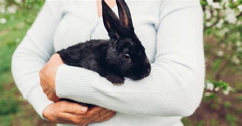 But i want to challenge you to listen to this whole thing because it will save you a lot of sleepless nights, make and save you a lot of money, and create a culture for your company. How to handle a rabbit safely - PDSA
