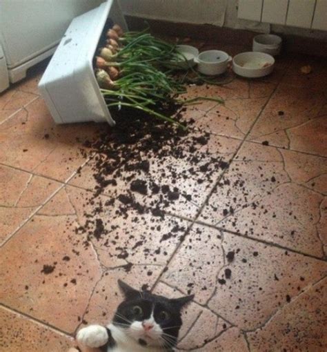Top 10 Guilty As Sin Cats Caught In The Act