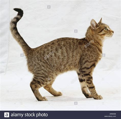 Download This Stock Image Female Mackerel Tabby Cat Standing Kinked