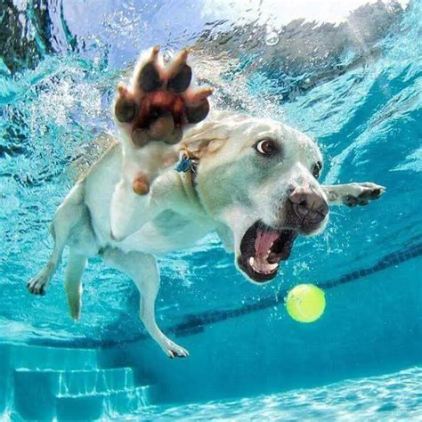 10 Best Photos Of Seth Casteels Award Winning Underwater Dogs