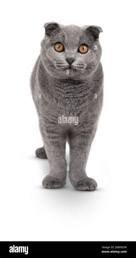 Adult Male Blue Scottish Fold Cat With Golden Yellow Eyes Standing