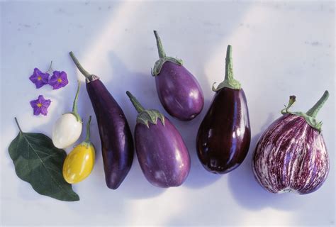 Explore The Different Varieties Of Eggplant Eggplant Eggplant Recipes Eggplant Varieties