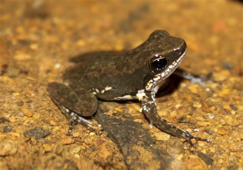 Filepanama Poison Dart Frog Colostethus Panamensis Wikimedia Commons
