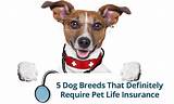 Pet Life Insurance