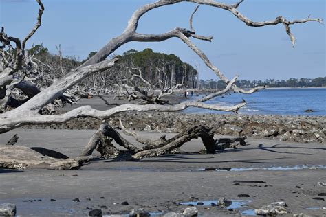 Driftwood Beach Free Stock Photo Public Domain Pictures