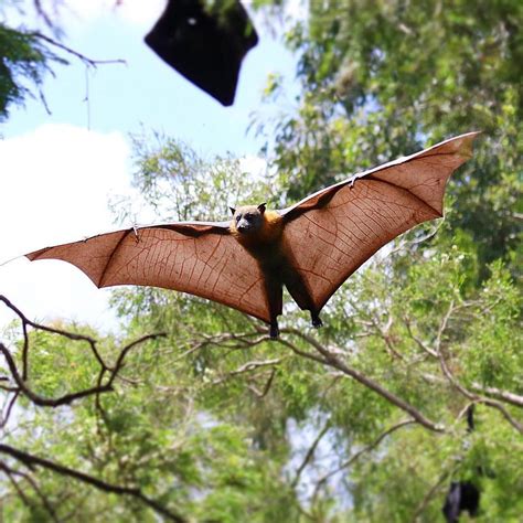 Australian Flying Fox Wingspan