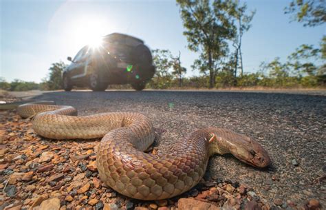 Photograph Reveals Tough Times For King Brown Snakes In Darwin Where