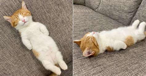 This Tiny Cat Sleeps On His Back And Damn He Looks Seriously Comfy