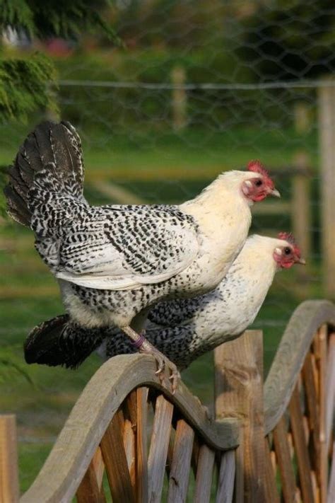 Pin On Farming Backyard Chickens