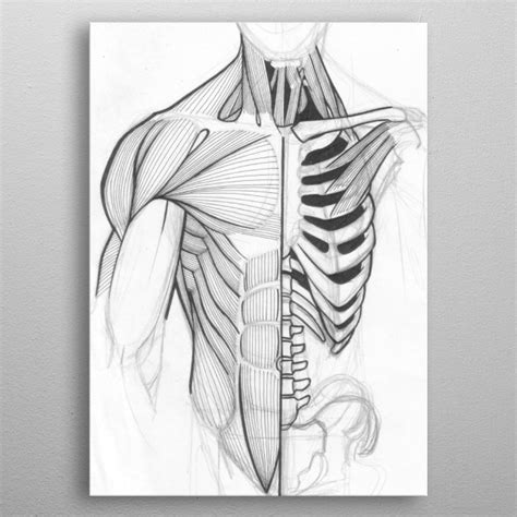 Human Torso Anatomy Drawing