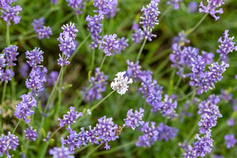 Types Of Lavender For The Garden Plantura