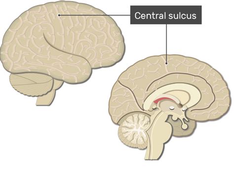 Cerebral Cortex Lobes Fissures Gyri And Sulci Getbodysmart