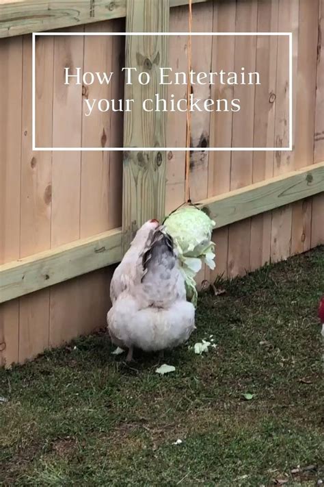 How To Keep Your Chickens Entertained And 3 Diy Toys Video Video In