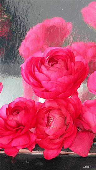 Decent Image Scraps Animated Roses