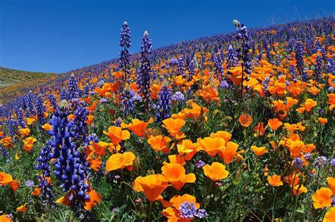 Hills Of Color Tejon Ranch Kern County California California