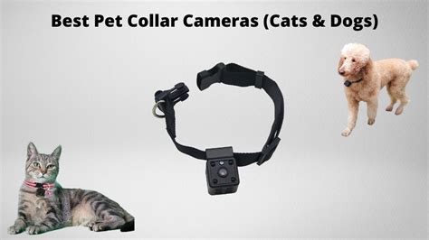 Top 5 Best Cat Collar Cameras In 2023 Technomeow