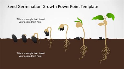 Germination Process Seed To Plant Timeline Slidemodel