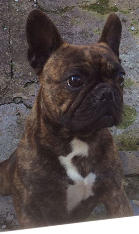 The french bulldog is low key and enjoys lots of activity. Beautiful red brindle 2 year old French Bulldog ...