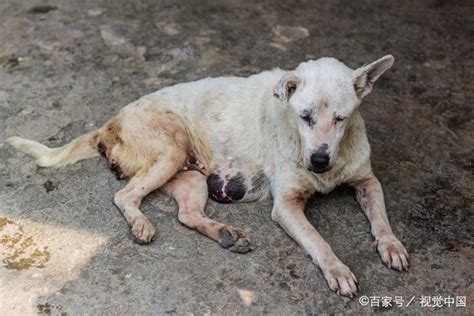 流浪狗怎么处理（对于流浪狗该如何处理）