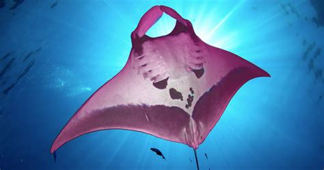 Worlds Only Pink Manta Ray Discovered Stunning Images Emerge Manta