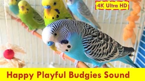 Playful Budgies Chirping Sound For Lonely Parakeets Listen Bird
