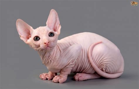 10 Most Expensive Cat Breeds In The World Durofy Business