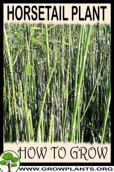 Horsetail Plant How To Grow And Care