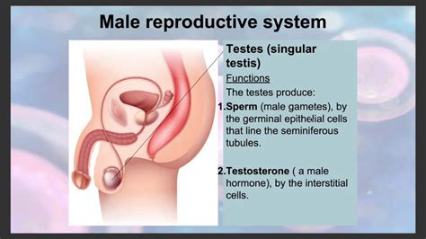 Biology Human Reproductive System Youtube