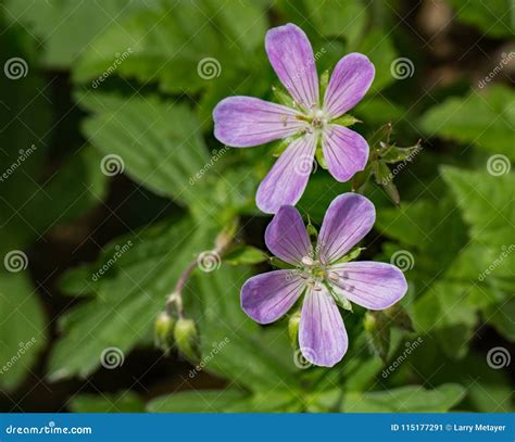 Horizontal View Of A Small Blue Wildflowers Stock Image Image Of