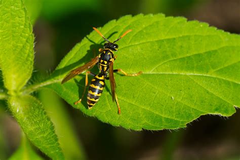 Common Wasp Types In Toronto Wasp Control Services