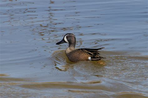 Blue Winged Teal Male Paul Roedding Photography