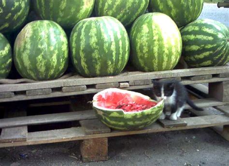 Do Like Watermelon Funny Cat Pictures