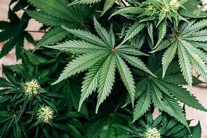 Marijuana Pot Market States Cannabis Where Legal