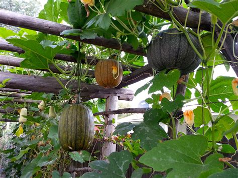 Happy Hanging Pumpkin Trellis Pumpkin Trellis Produce Gardening