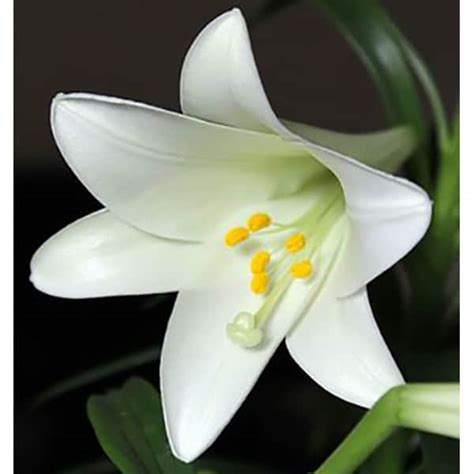 White Easter Lily Flower Essence Forgiveness And Purification
