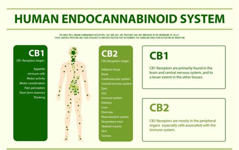 Endocannabinoid System Guide 101 Uses Receptors And Diagrams Great