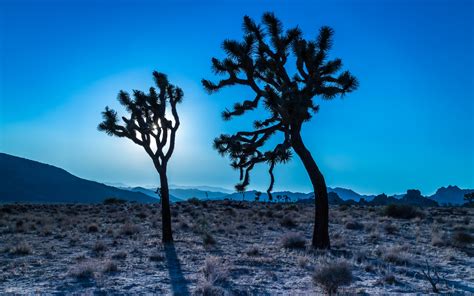 Joshua Tree National Park Hd Wallpapers All Hd Wallpapers