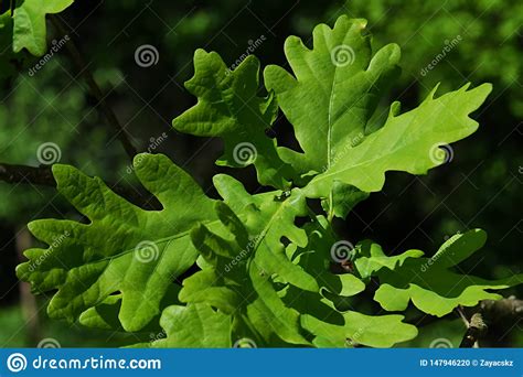 Spring Green Leaves Of Broadleaf Tree Common Oak Also Known As