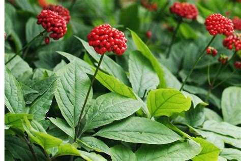 The Health Advantages And Applications Of Ginseng Potency