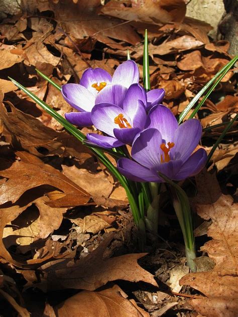 Early Spring The Crocus Photograph By John Scates