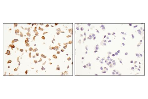 Ox40l D6k7r Rabbit Mab Ihc Specific Bsa And Azide Free Cell